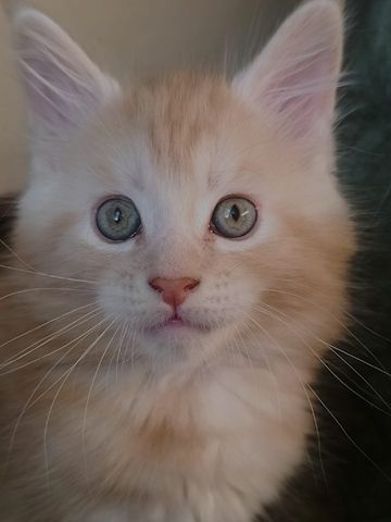Maine Coon Kitten, Kätzchen, Junge