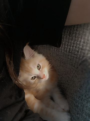 Maine Coon Kitten, Kätzchen, Junge