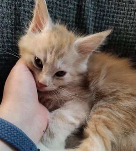 Maine Coon Kitten, Kätzchen, Junge
