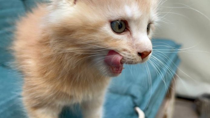 Maine Coon Kitten, Kätzchen, Junge