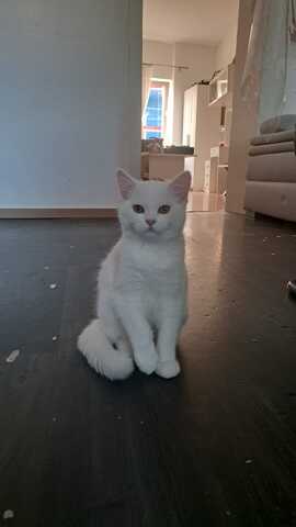 Lux sucht ein neues  Zuhause