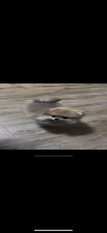 Pomeranian Welpen