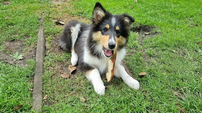 Reinrassige Amerikansiche langhaarig Tricolour Collie-Welpe