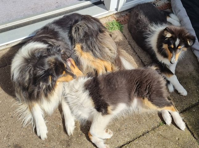 Reinrassige Amerikansiche langhaarig Tricolour Collie-Welpe