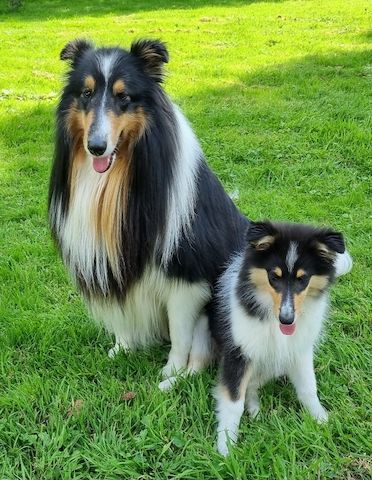 Reinrassige Amerikansiche langhaarig Tricolour Collie-Welpe