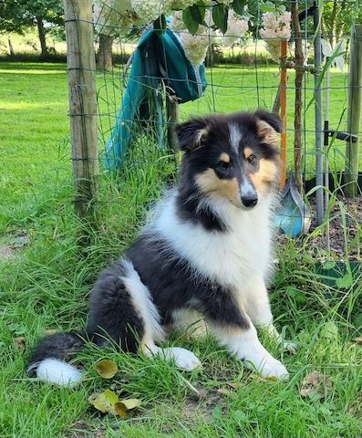 Reinrassige Amerikansiche langhaarig Tricolour Collie-Welpe