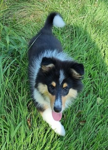 Reinrassige Amerikansiche langhaarig Tricolour Collie-Welpe