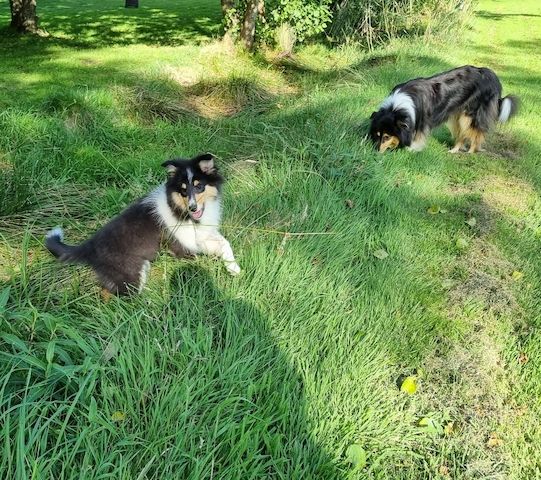 Reinrassige Amerikansiche langhaarig Tricolour Collie-Welpe
