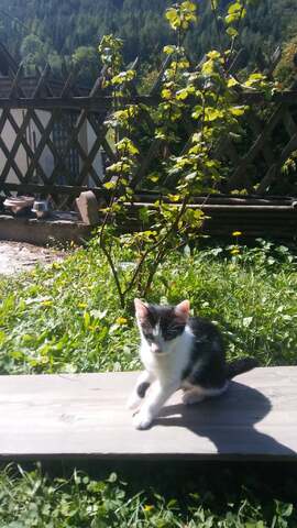 Liebevoll Katze