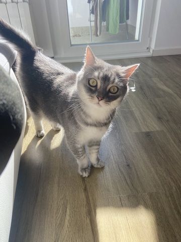 2 Brüder suchen liebevolles Zuhause