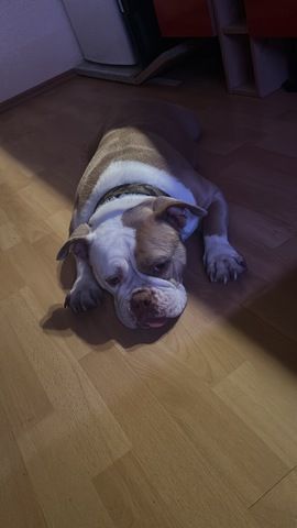 Alia old englisch Bulli sucht Zuhause
