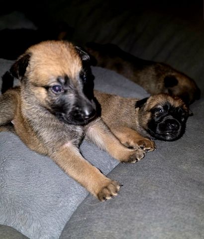 Dark Sable Malinois