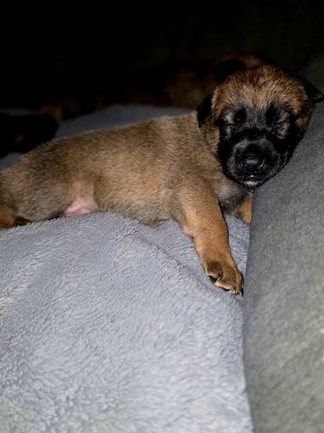 Dark Sable Malinois