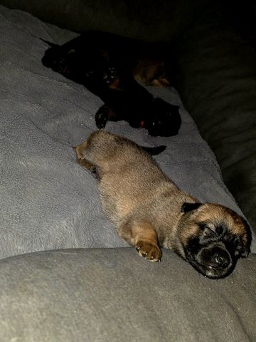 Dark Sable Malinois