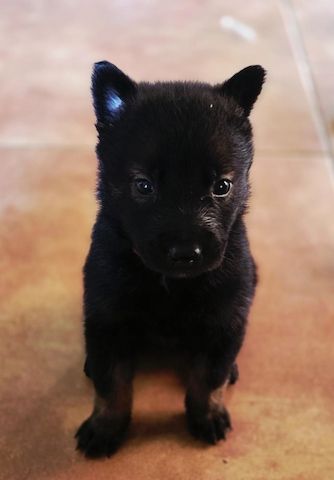 Dark Sable Malinois