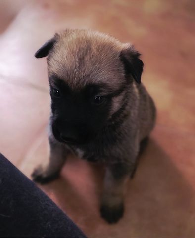 Dark Sable Malinois