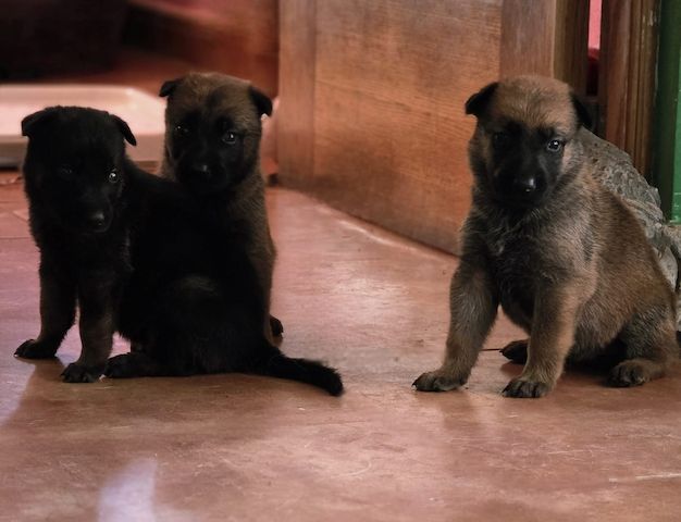 Dark Sable Malinois