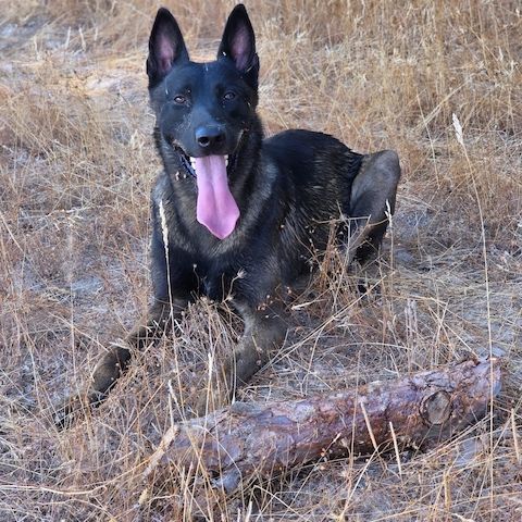 Dark Sable Malinois