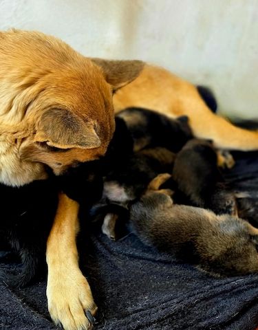 Dark Sable Malinois