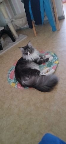 Kater