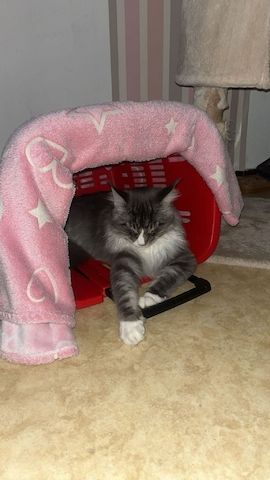 Kater
