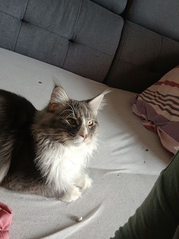Kater