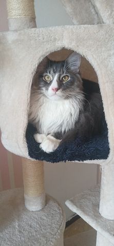 Kater