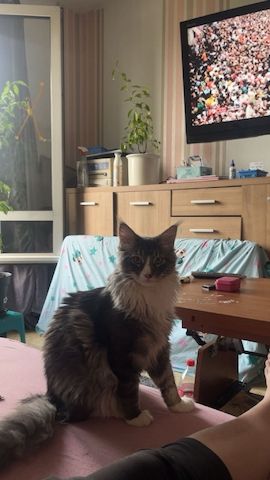 Kater