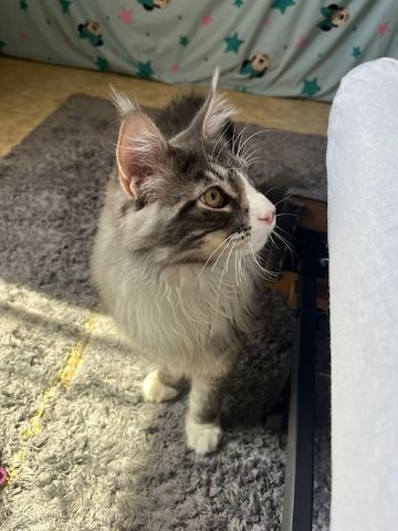 Kater