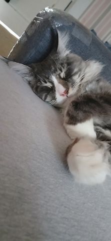 Kater