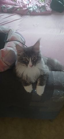 Kater