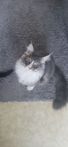 Kater
