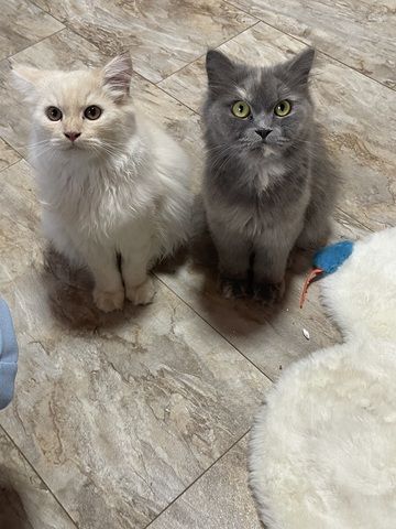 BLH Kitten Britisch Langhaar kitten