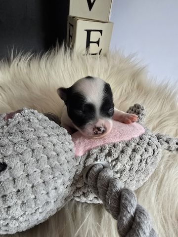 Chihuahua Welpe LH Rüde Schecke Weiß/Schwarz