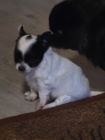 Chihuahua Welpe LH Rüde Schecke Weiß/Schwarz