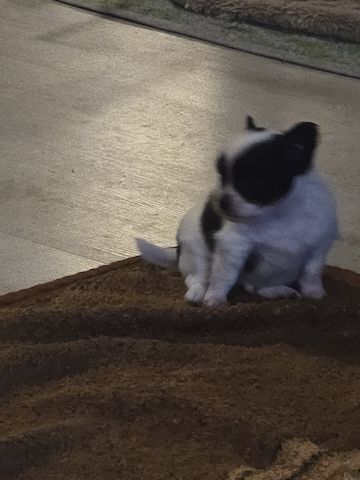 Chihuahua Welpe LH Rüde Schecke Weiß/Schwarz