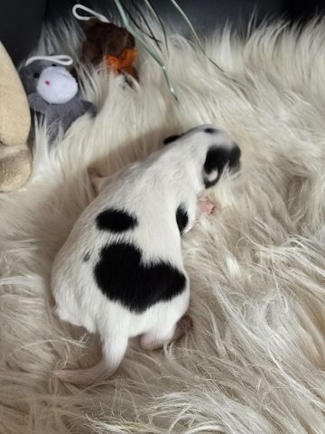 Chihuahua Welpe LH Rüde Schecke Weiß/Schwarz