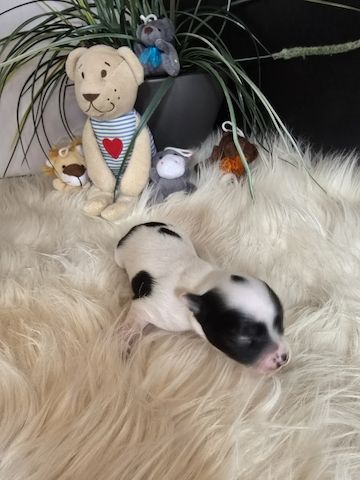 Chihuahua Welpe LH Rüde Schecke Weiß/Schwarz