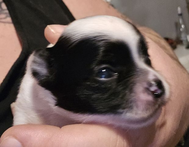 Chihuahua Welpe LH Rüde Schecke Weiß/Schwarz