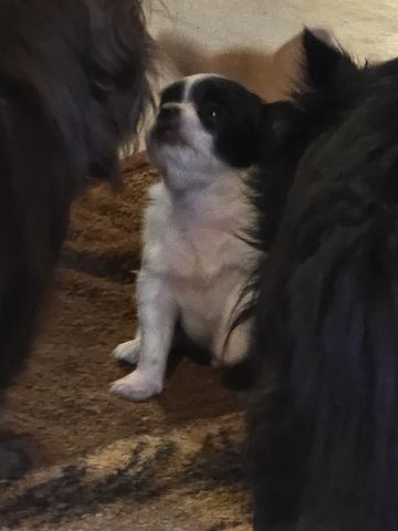 Chihuahua Welpe LH Rüde Schecke Weiß/Schwarz