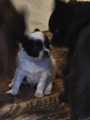 Chihuahua Welpe LH Rüde Schecke Weiß/Schwarz