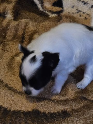 Chihuahua Welpe LH Rüde Schecke Weiß/Schwarz