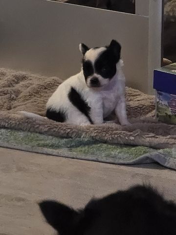 Chihuahua Welpe LH Rüde Schecke Weiß/Schwarz