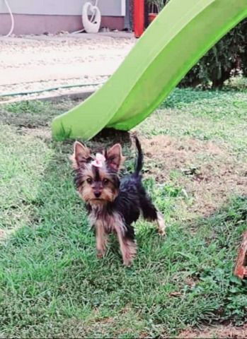 Mini Yorkshire Terrier Hündin – geimpft, entwurmt, gechipt, mit EU-Heimtierausweis