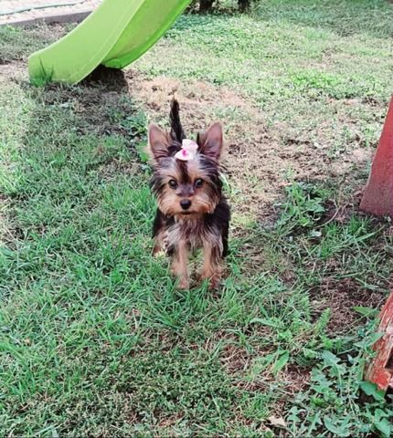 Mini Yorkshire Terrier Hündin – geimpft, entwurmt, gechipt, mit EU-Heimtierausweis