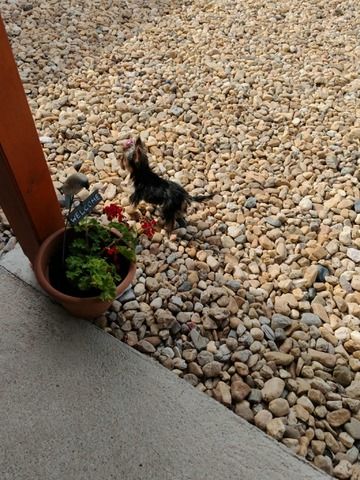 Mini Yorkshire Terrier Hündin – geimpft, entwurmt, gechipt, mit EU-Heimtierausweis