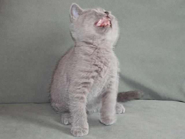 Britisch Kurzhaar (BKH), Katzenbabies, Katzenbabys, Kitten, (m/w)