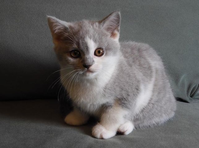 Britisch Kurzhaar (BKH), Katzenbabies, Katzenbabys, Kitten, (m/w)