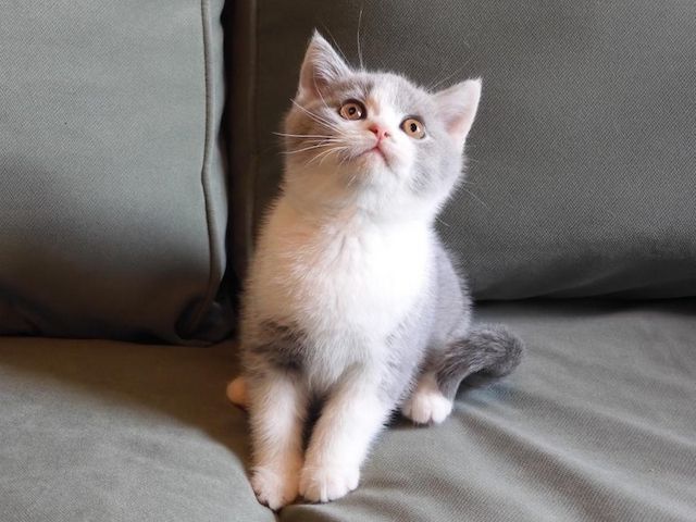 Britisch Kurzhaar (BKH), Katzenbabies, Katzenbabys, Kitten, (m/w)