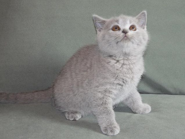 Britisch Kurzhaar (BKH), Katzenbabies, Katzenbabys, Kitten, (m/w)